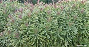 Euphorbia Royal Ascott