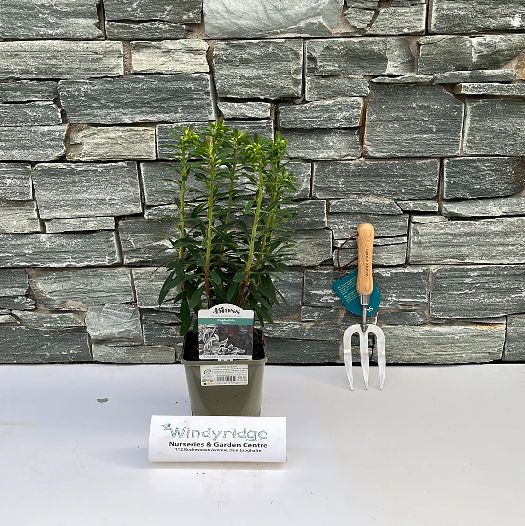 Euphorbia x martinii - Image 2