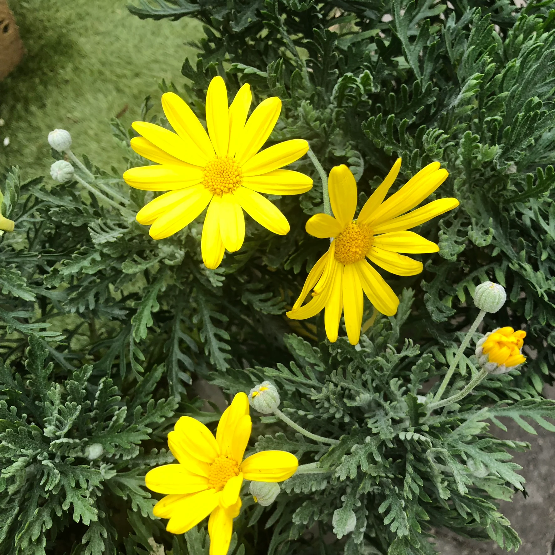 EURYOPS PECHTINATUS