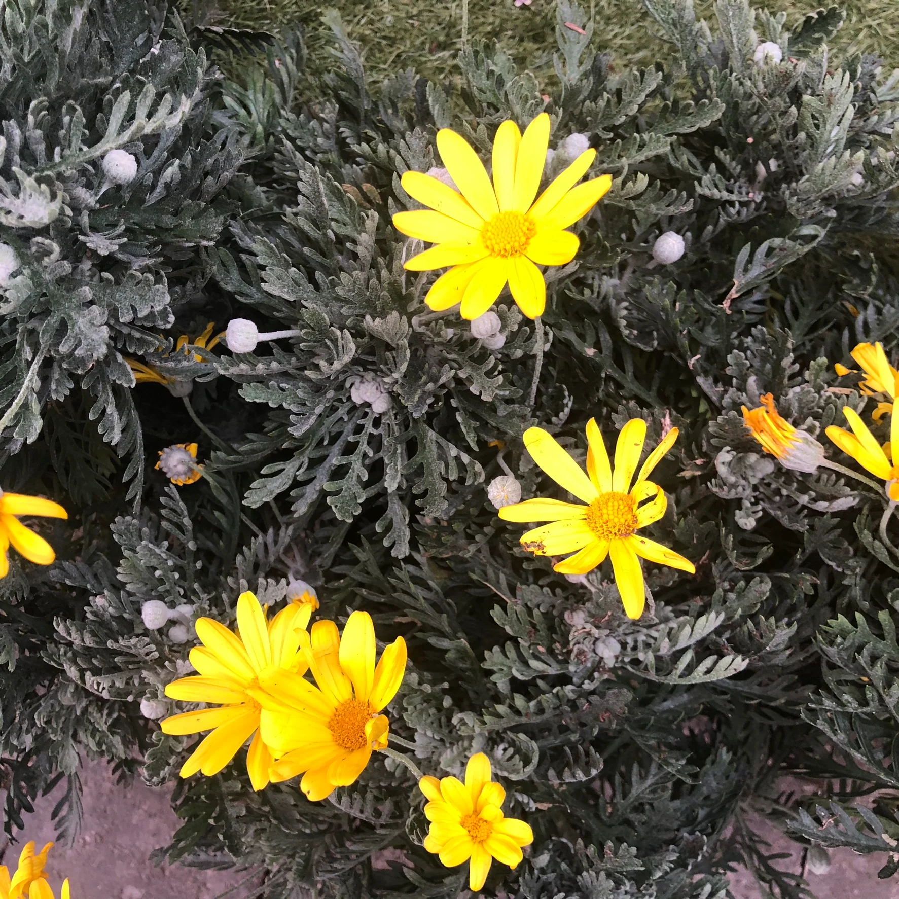 EURYOPS PECHTINATUS (IE) - Image 4