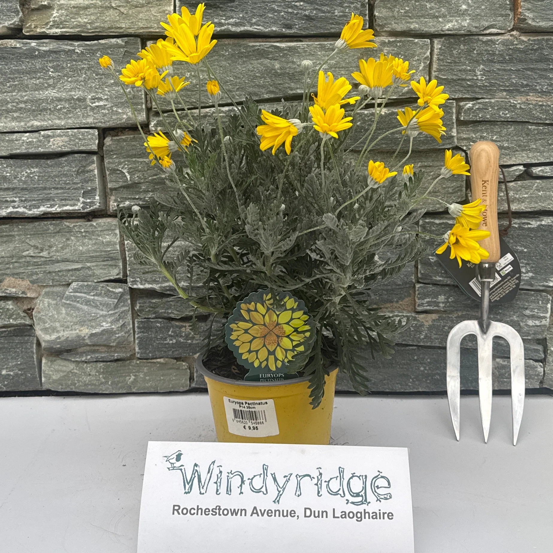 Euryops Pectinatus 35cm