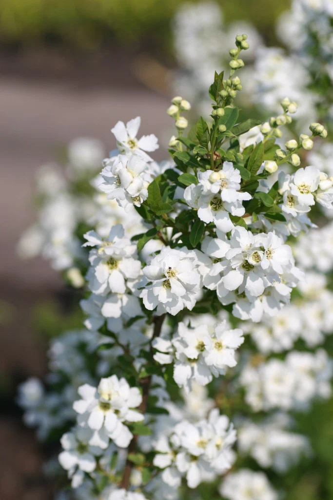 Exochorda macr. Magical Springtime