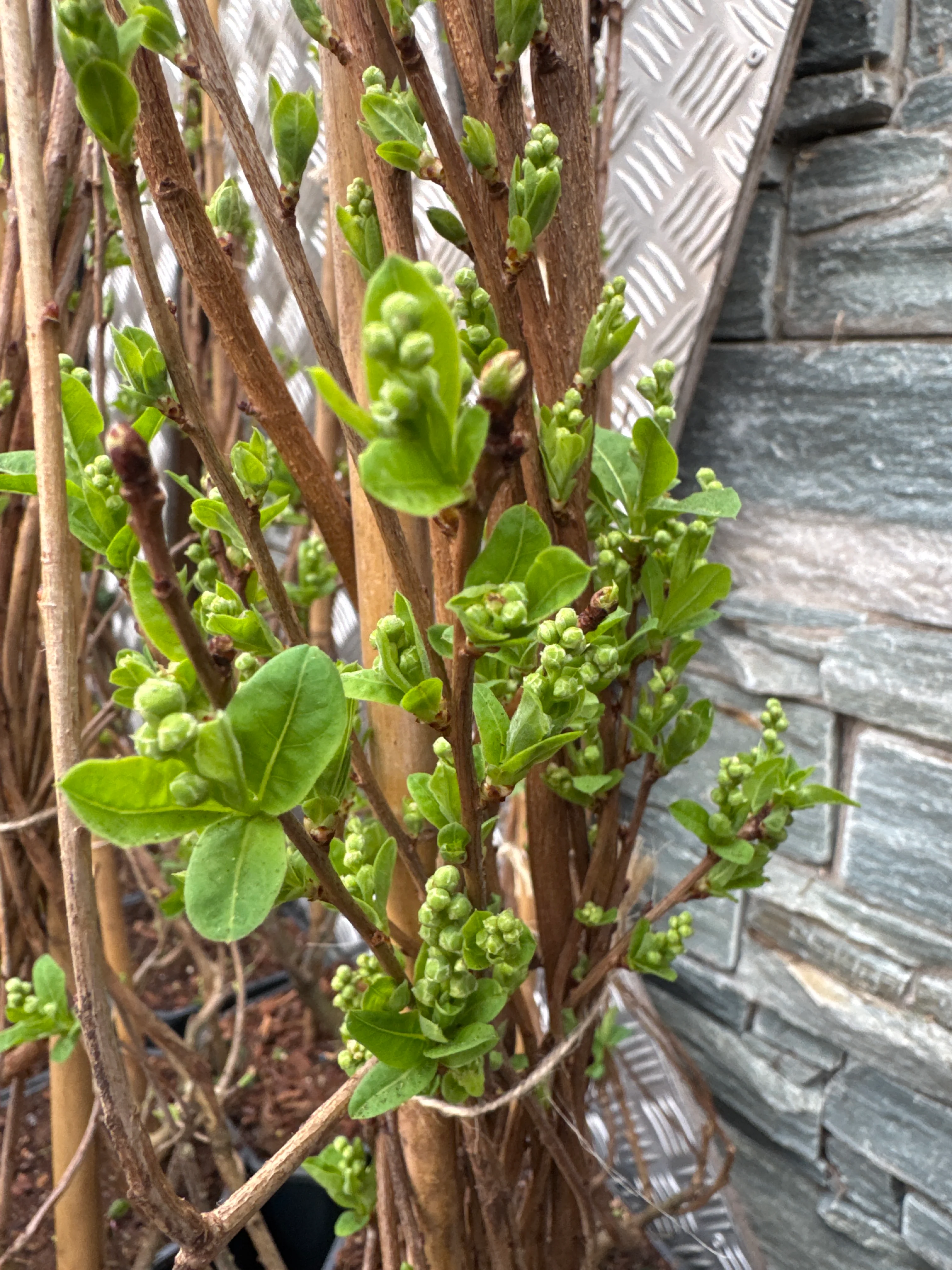 Exochorda macr. The Bride - Image 4