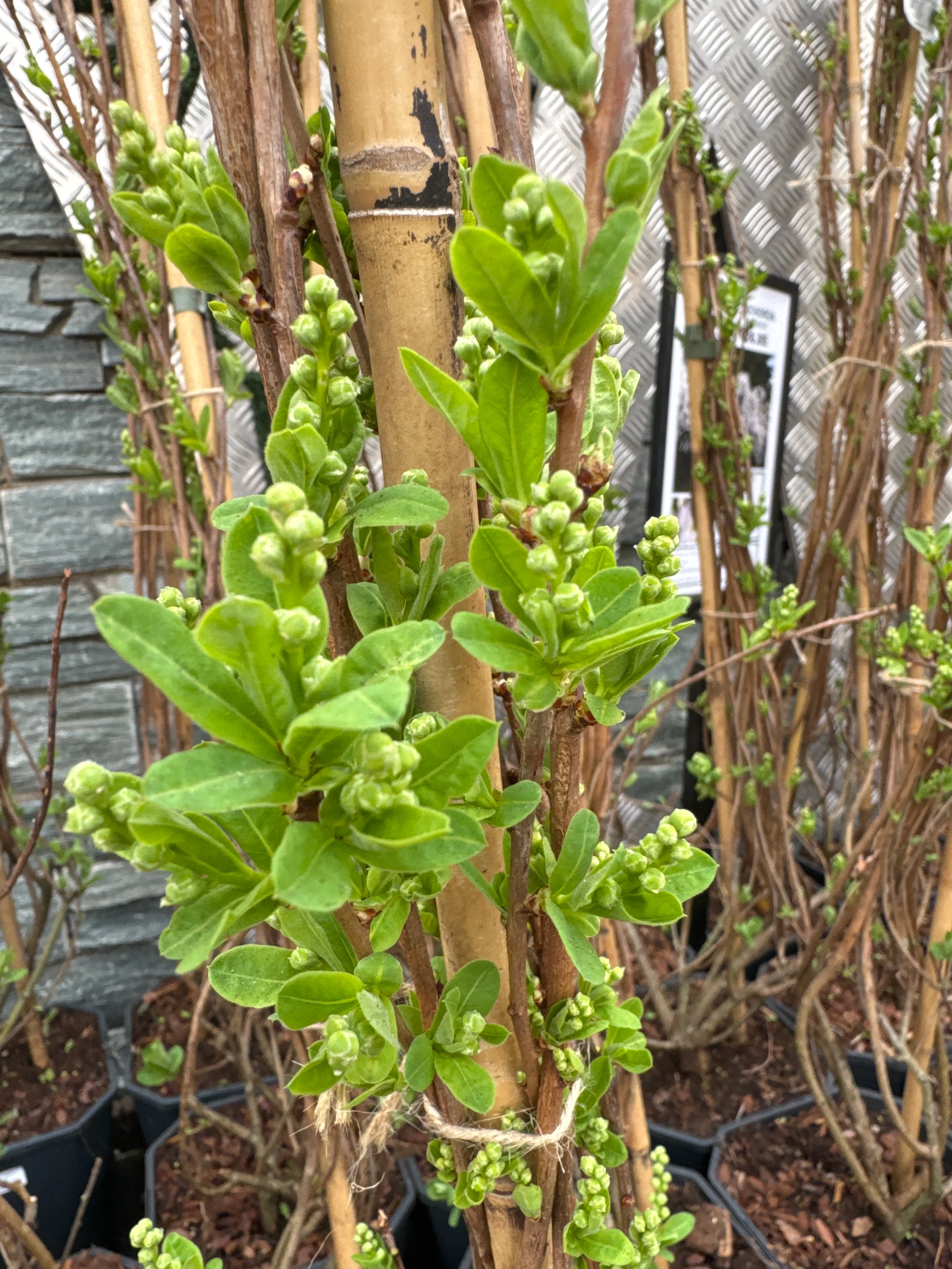 Exochorda macr. The Bride - Image 5