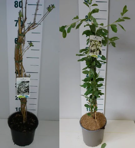 Exochorda macrantha The Bride 40-50 CM - Image 3