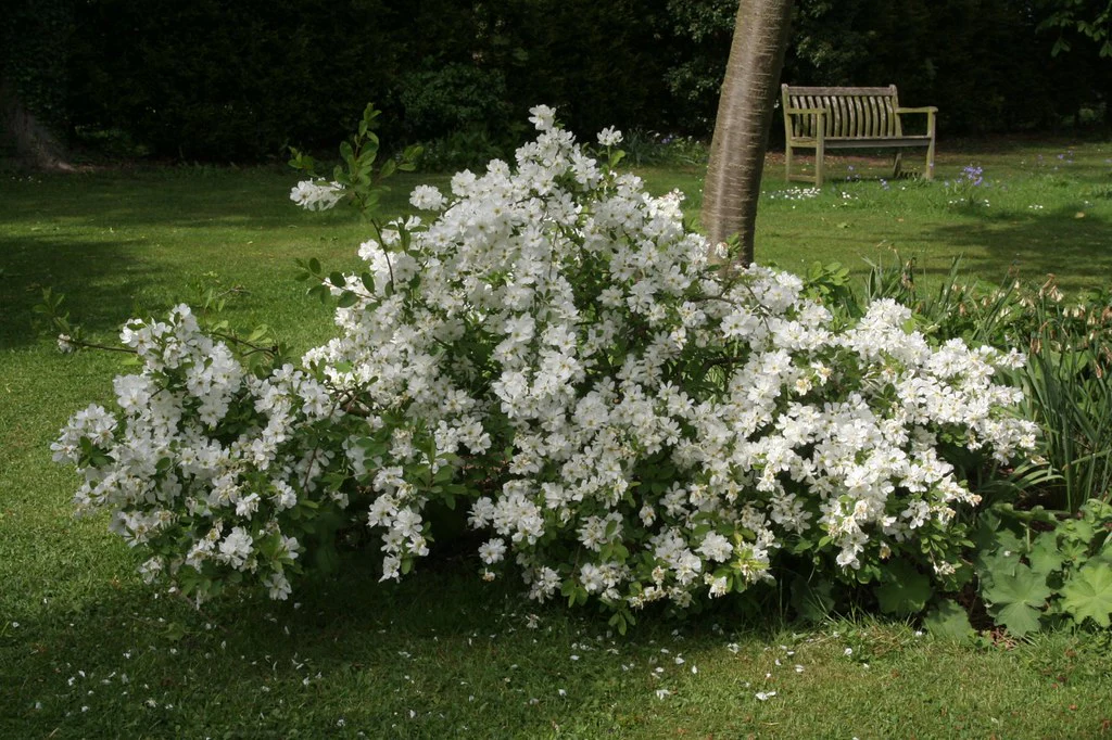 Exochorda macrantha The Bride 40-50 CM - Image 4