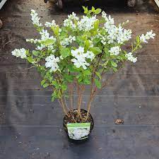 Exochorda r. Magical Springtime