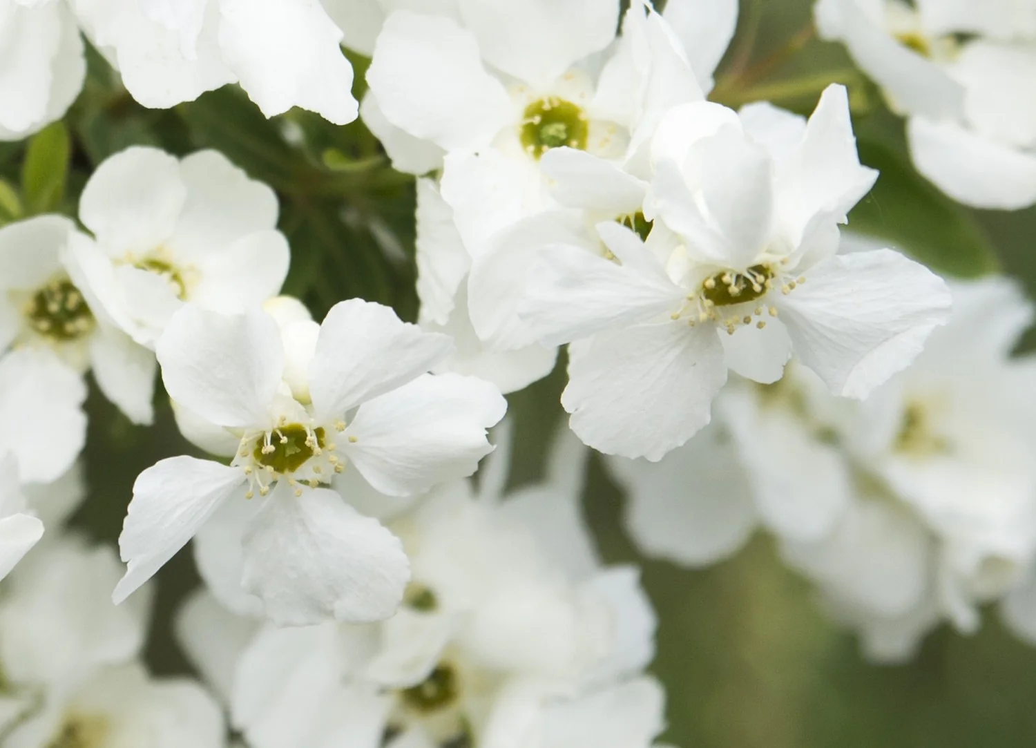 Exochorda rac. Magical Springtime
