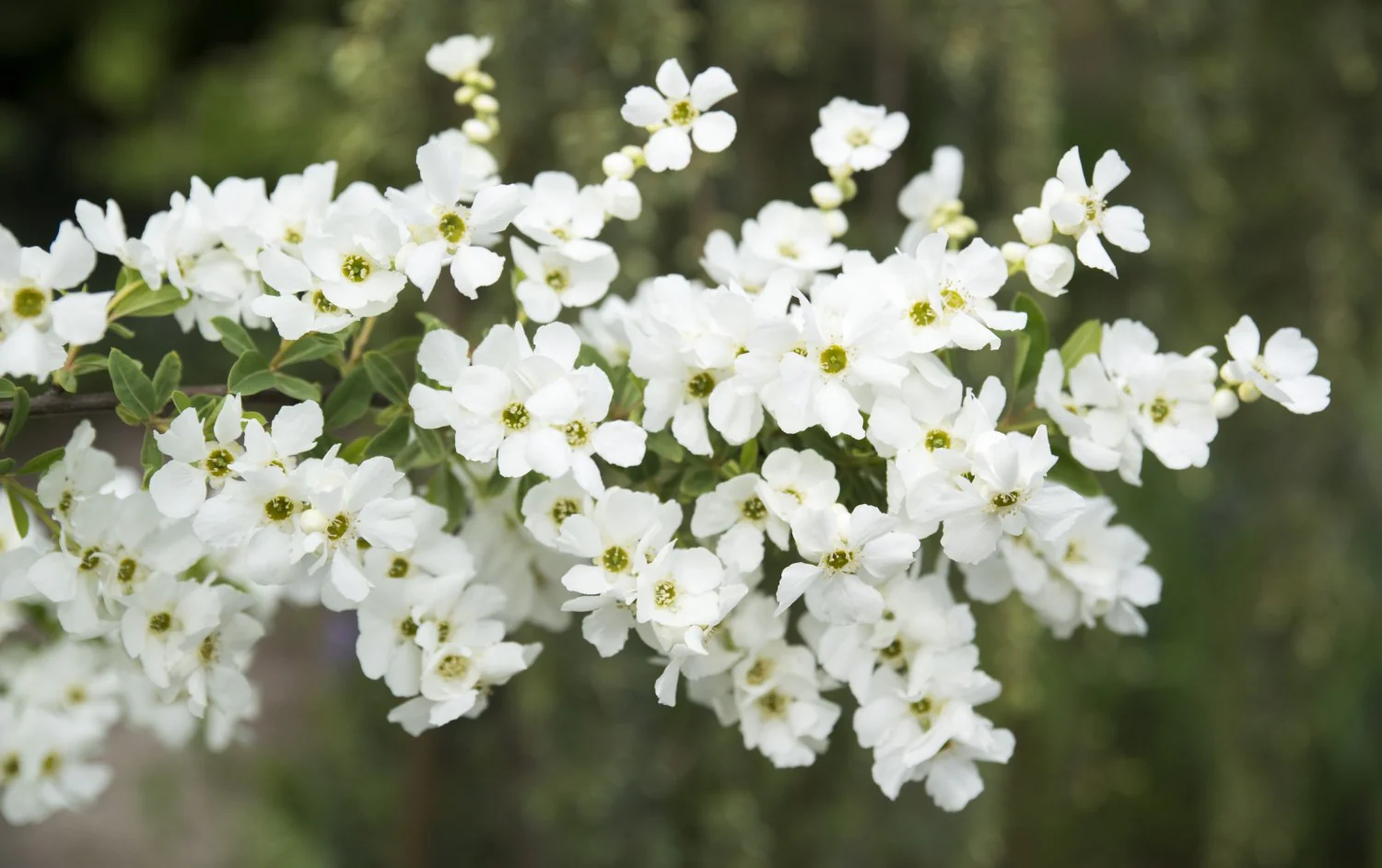 Exochorda rac. Magical Springtime - Image 3