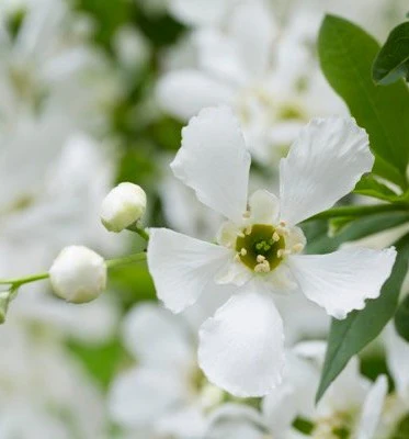 Exochorda racem. Blushing Pearl PBR
