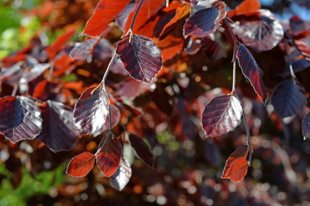 Fagus Syl. Purpurea - Image 3