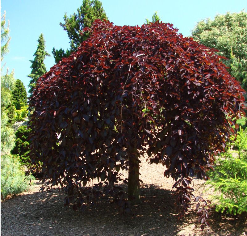 FAGUS SYLVA. PURPUREA PENDULA - Image 2