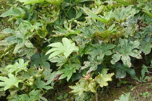 Fatsia japonica - Image 3