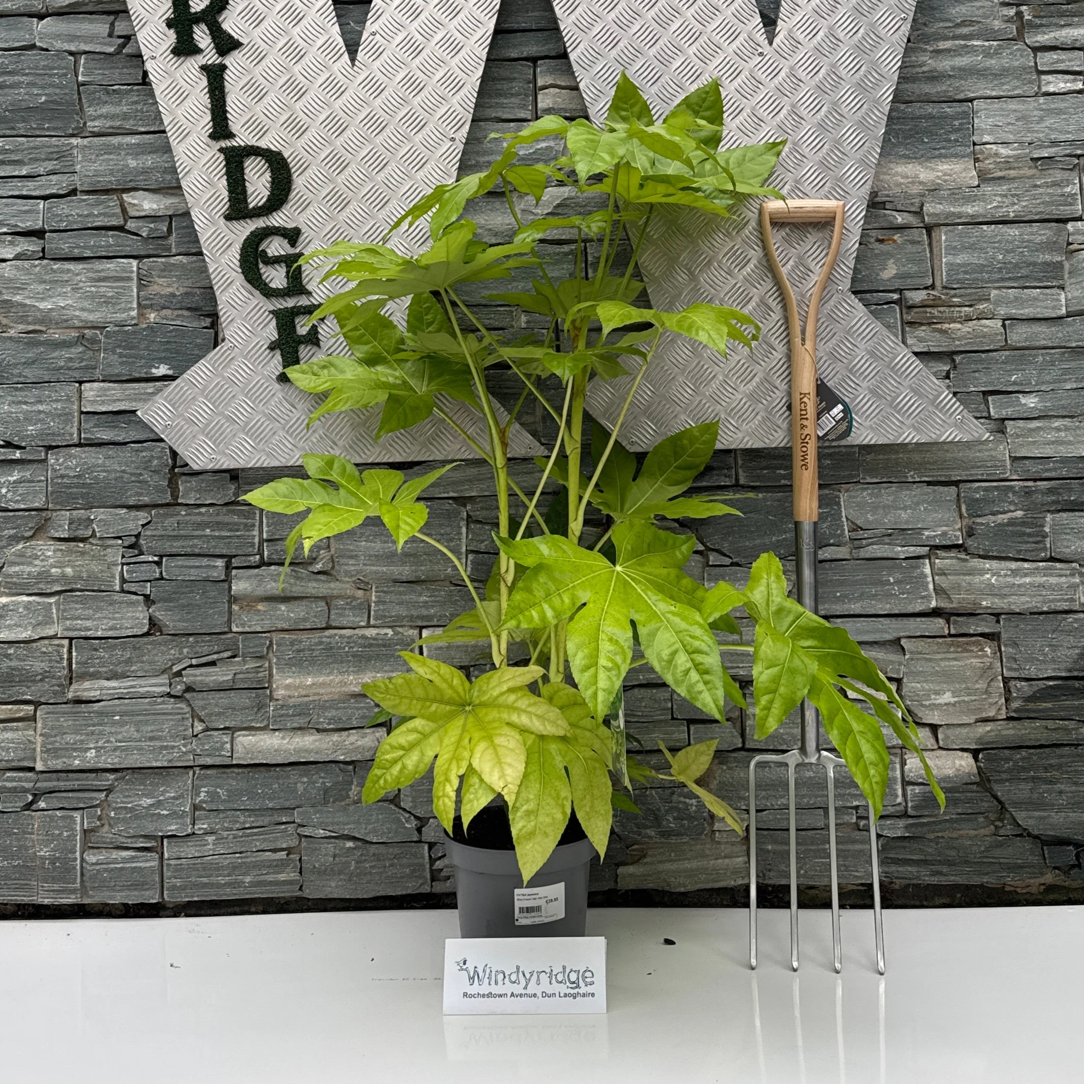 FATSIA japonica - Image 2