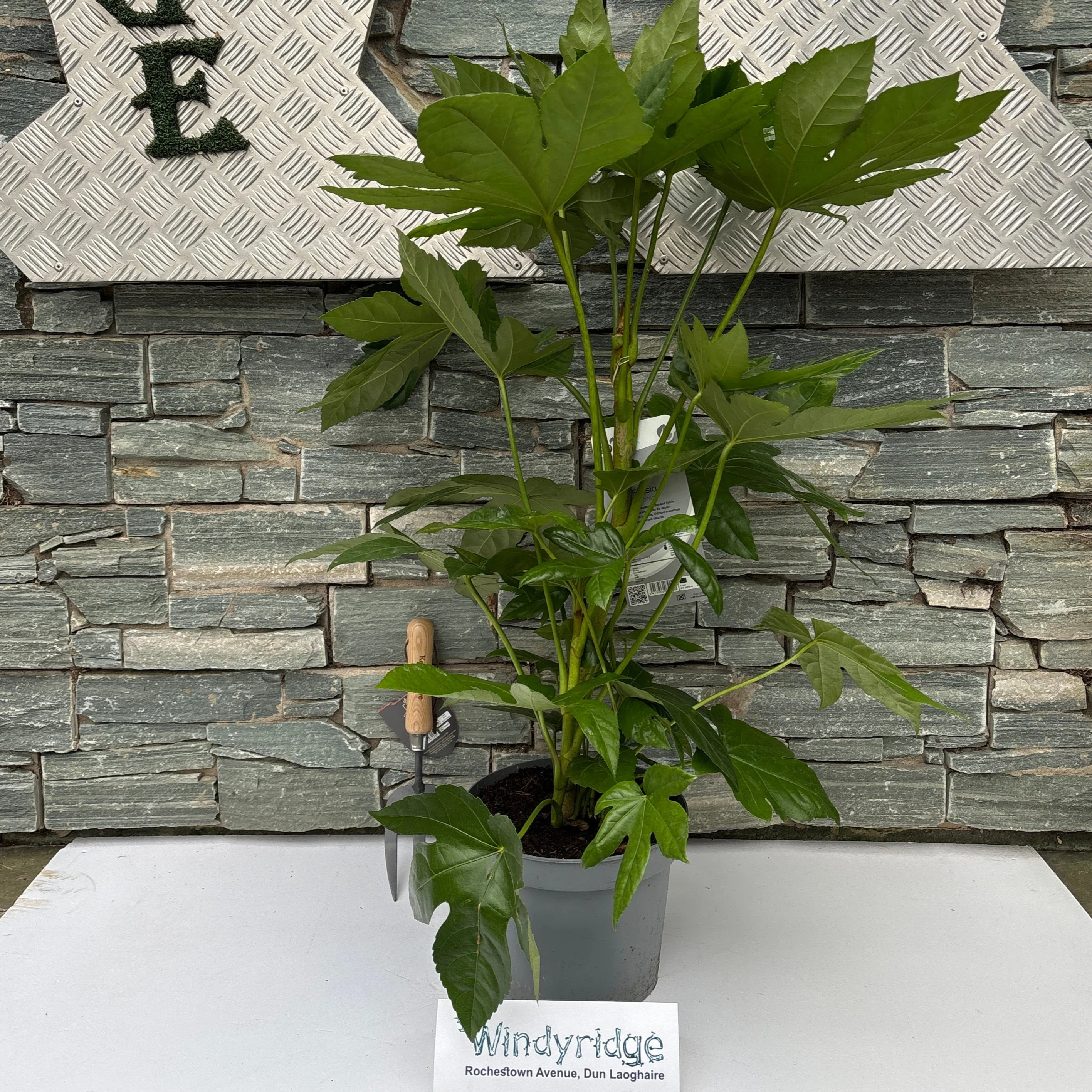 FATSIA japonica - Image 3