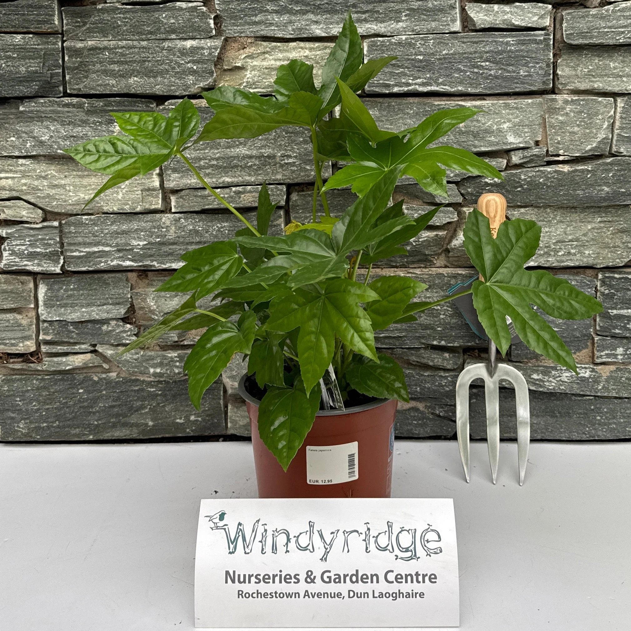 Fatsia japonica 25-30 cm.