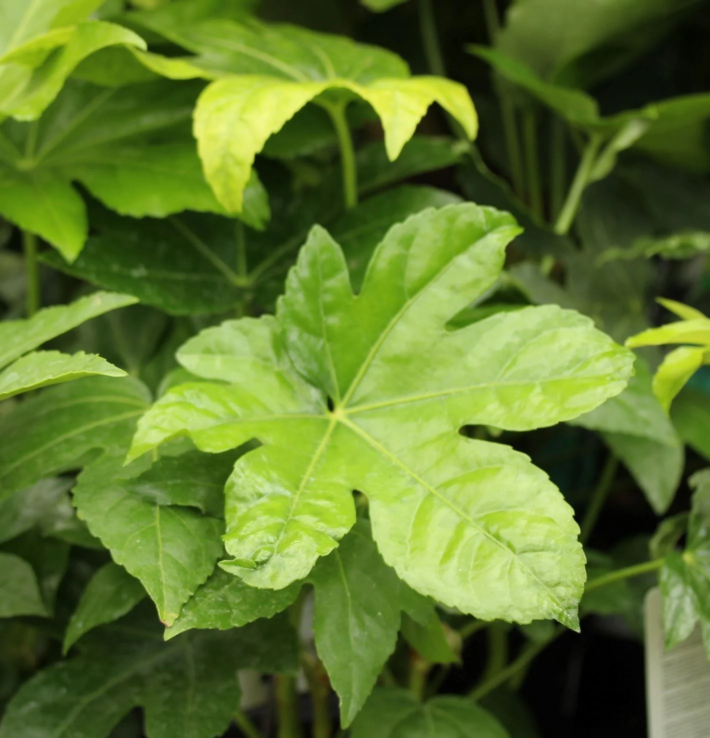 FATSIA japonica