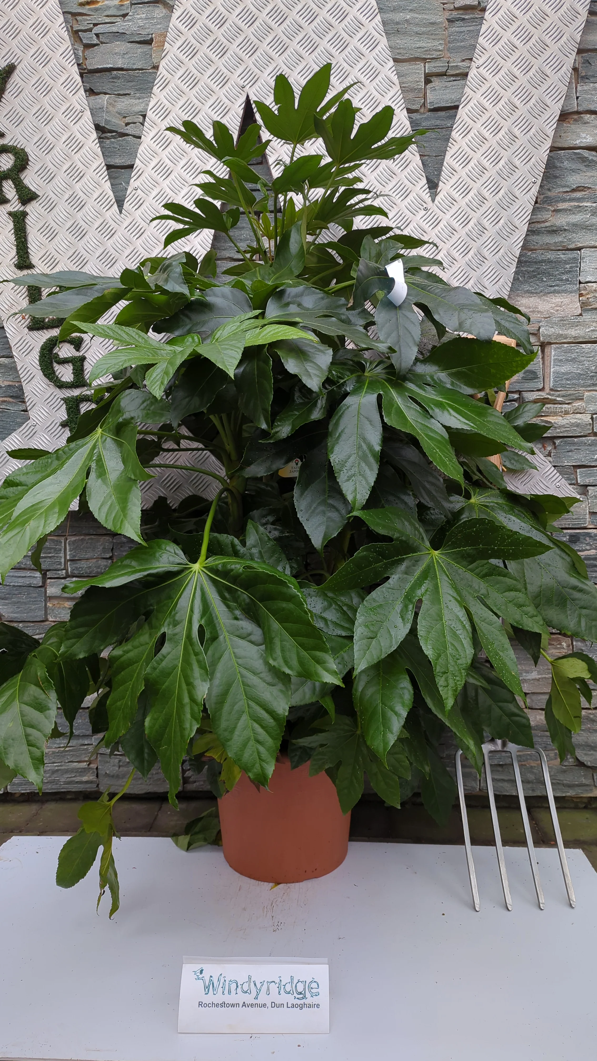 FATSIA japonica - Image 2