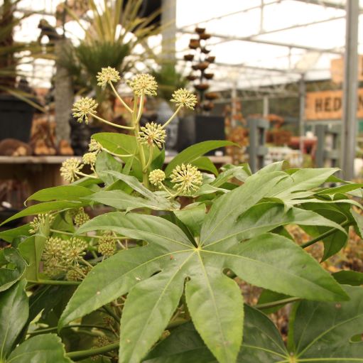 FATSIA japonica - Image 3