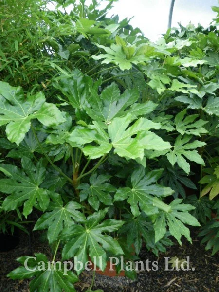 FATSIA japonica - Image 4