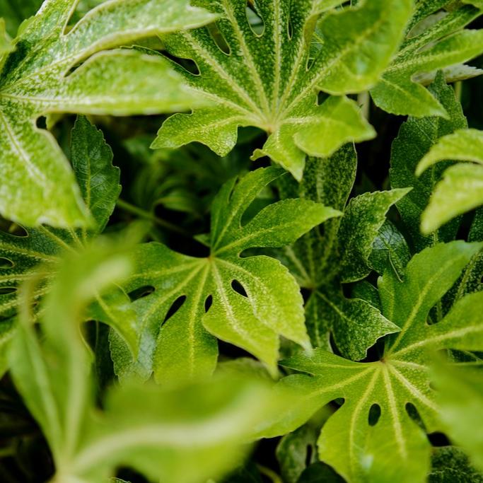 Fatsia japonica