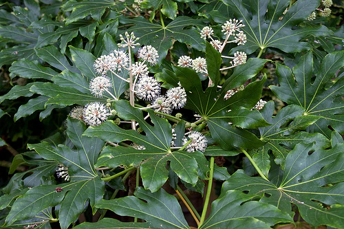 FATSIA JAPONICA CLT 15 / 18 H 60 - 80 CM