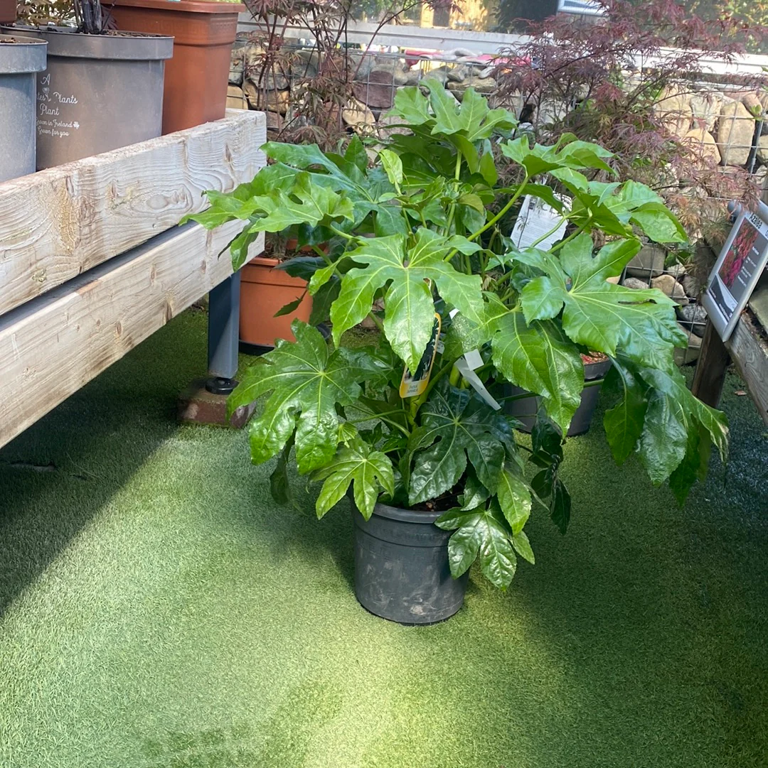 FATSIA japonica LV9 - Image 3