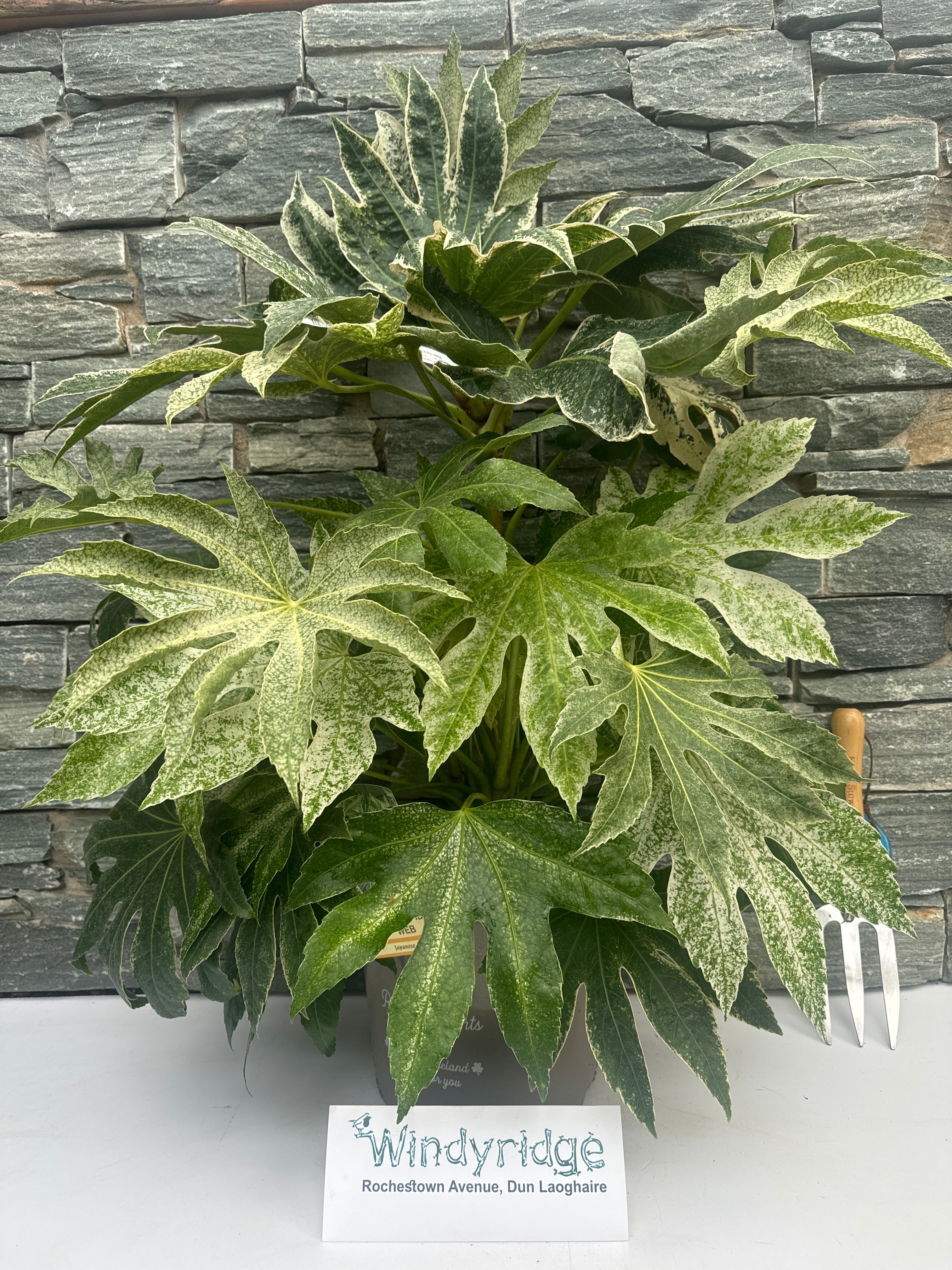 FATSIA JAPONICA SPIDERS WEB - Image 2
