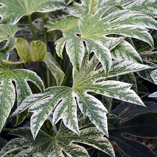 Fatsia japonica Spiders Web - Image 2