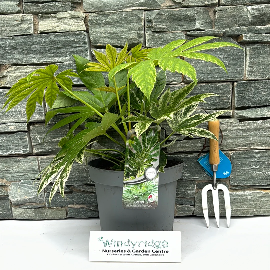 Fatsia japonica Spiders Web - Image 2