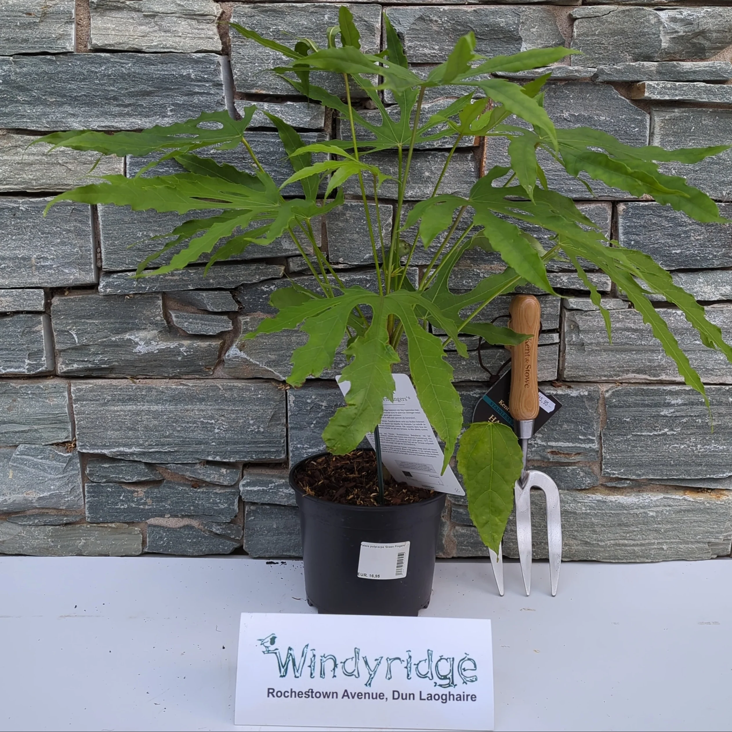 Fatsia polycarpa Green Fingers