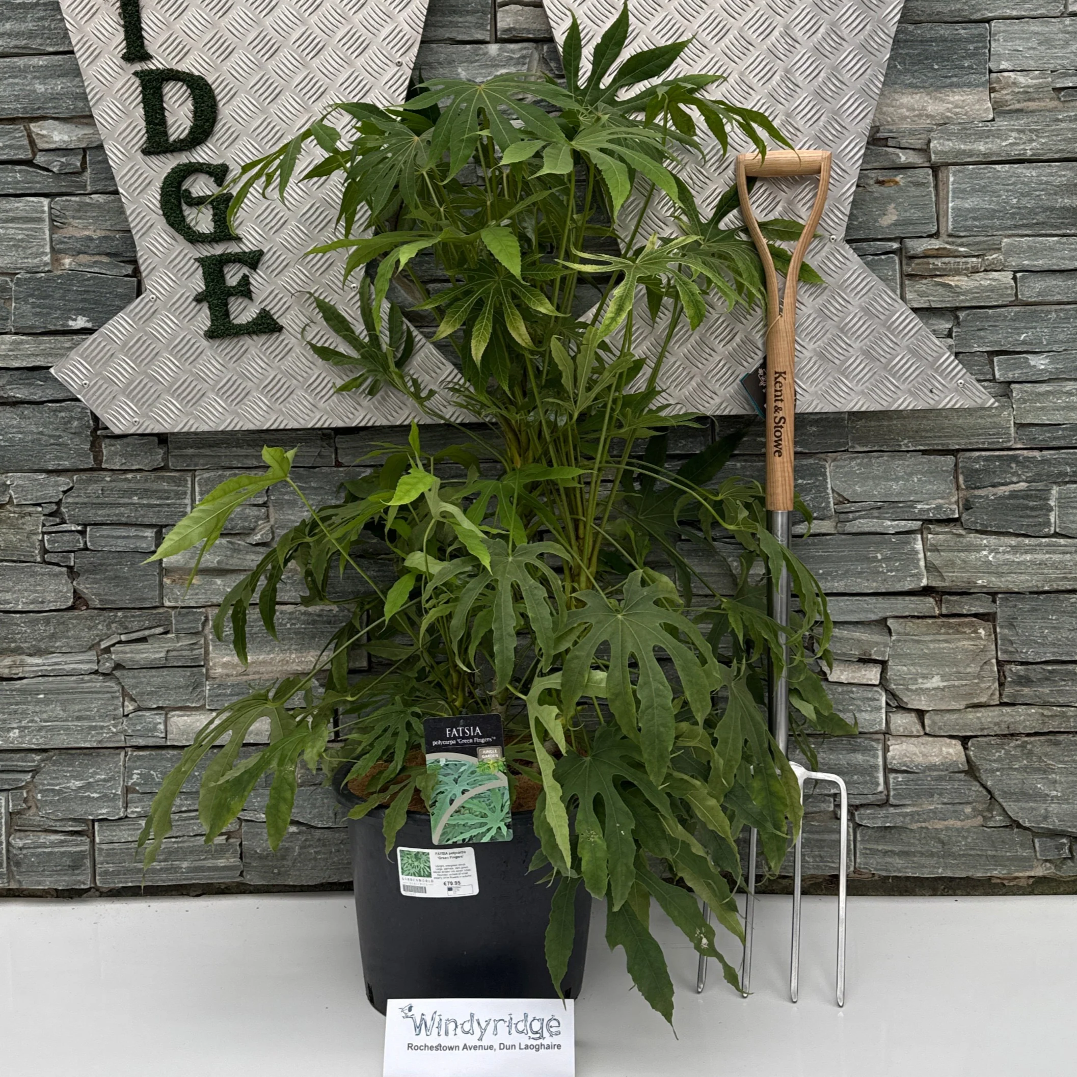 FATSIA polycarpa Green Fingers - Image 2