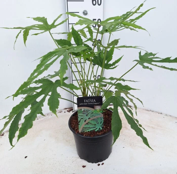 Fatsia polycarpa 'Greenfingers'® 4 Ltr pot - Image 3