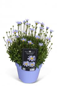 Felicia Felicitara Blue  P11
