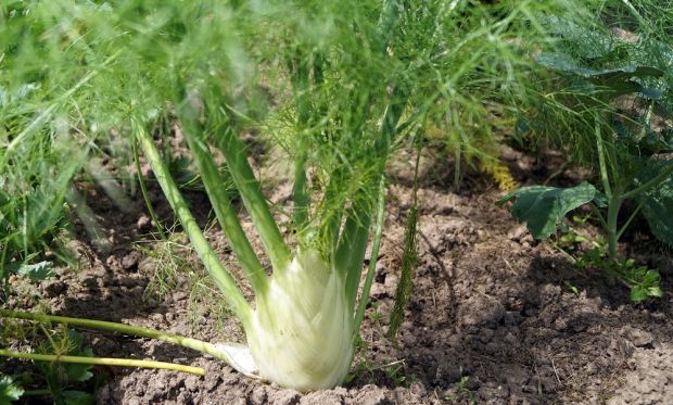 Fennel Perfection - Image 4