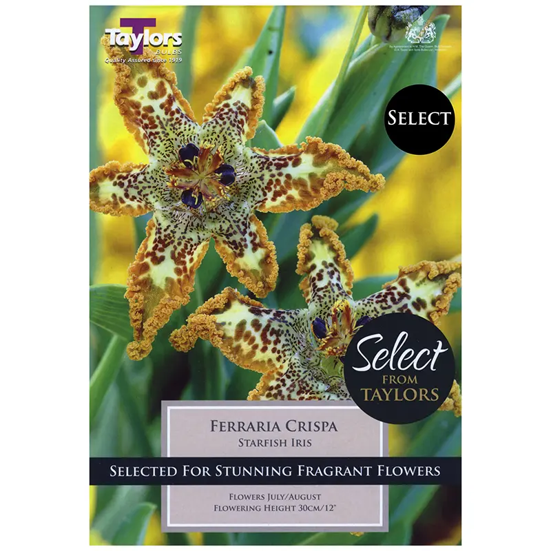 FERRARIA CRISPA - Image 2