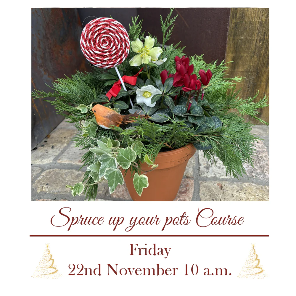 Festive Potting Up with Martina Friday 22nd November (10:30 am)