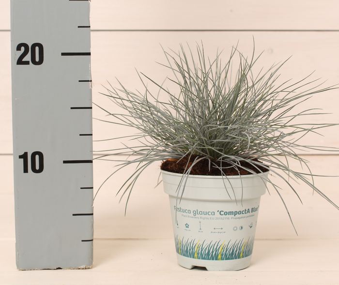Festuca glauca Compacta Blue - Image 2
