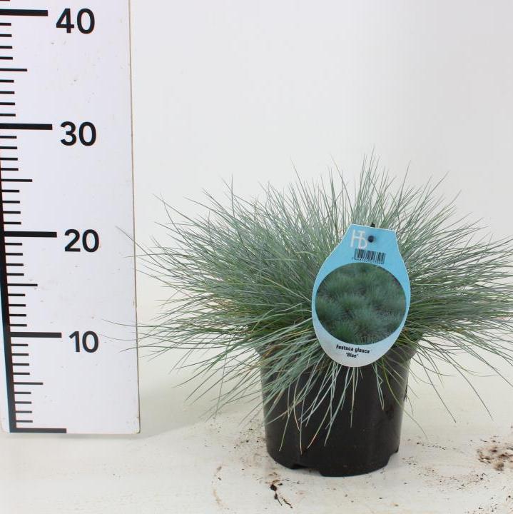 Festuca glauca Compacta Blue