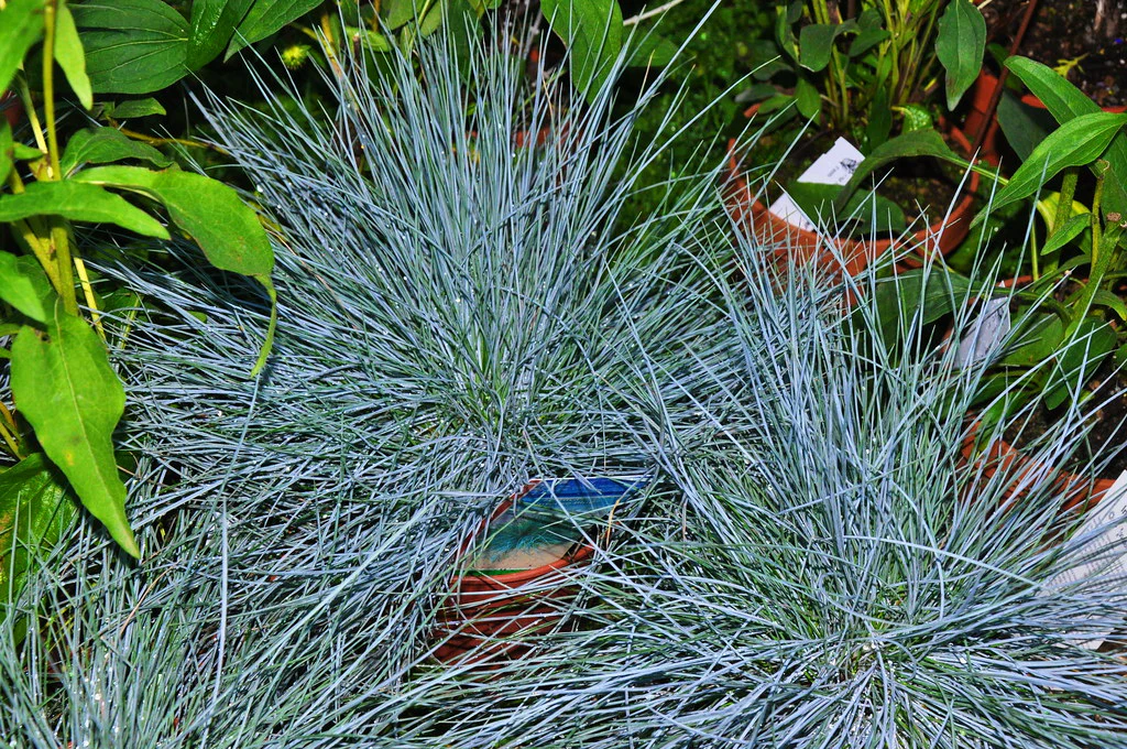 Festuca glauca Intens Blue - Image 2