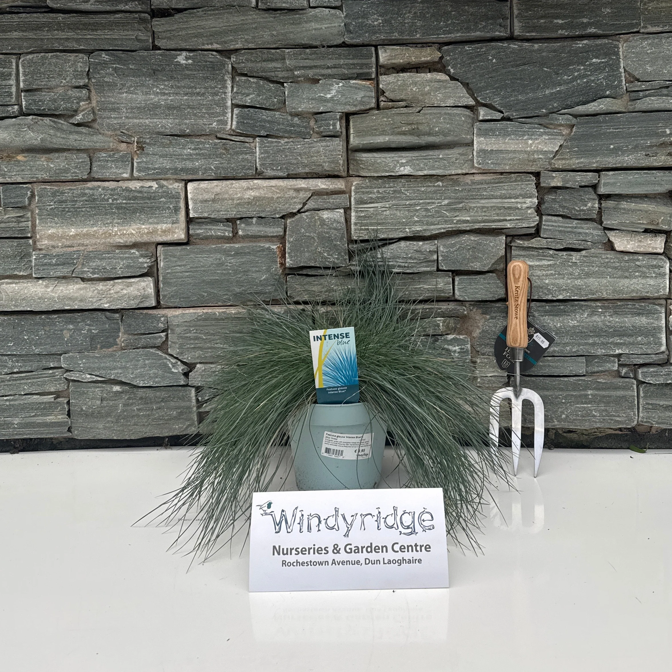 Festuca glauca Intense Blue - Image 2