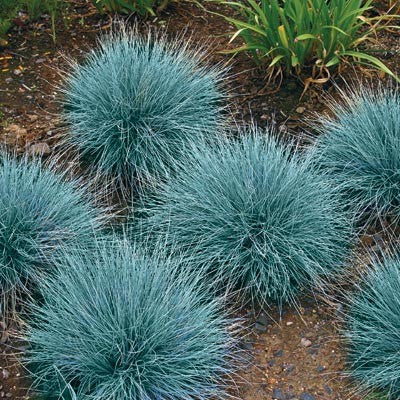 FESTUCA glauca  Intense Blue
