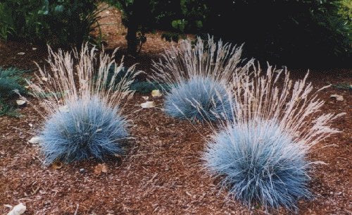 Festuca valesiaca Glaucantha