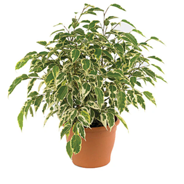 Ficus benjamina mix  P21