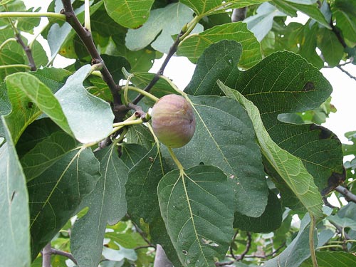 FICUS CARICA IN CVS PC 35 CIRC. TR. 06 - 08 CM 1/2 STD