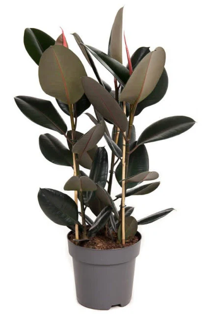 Ficus elastica Abidjan  P19