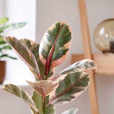 Ficus elastica Belize P14
