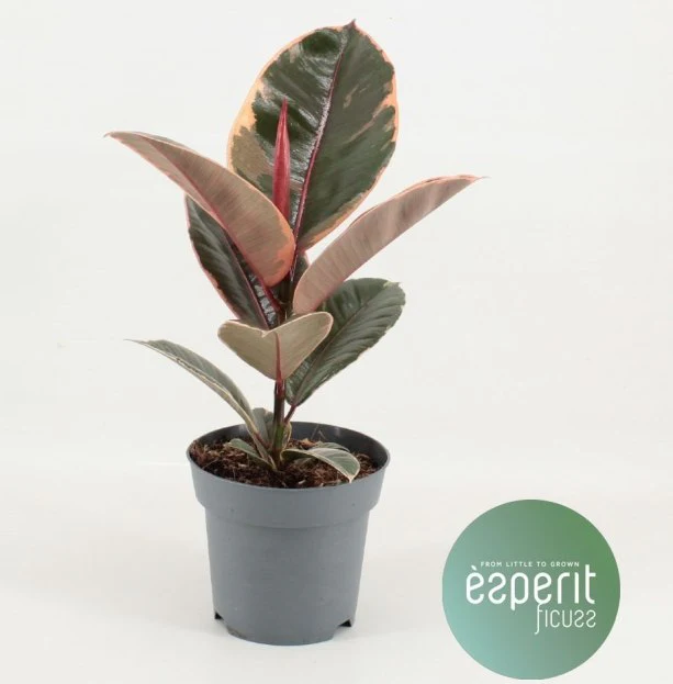 Ficus elastica Belize P14 - Image 2