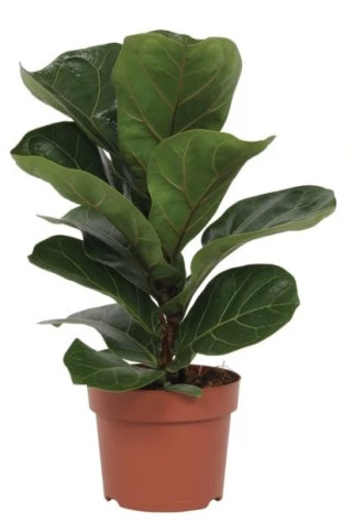 Ficus lyrata Bambino P12