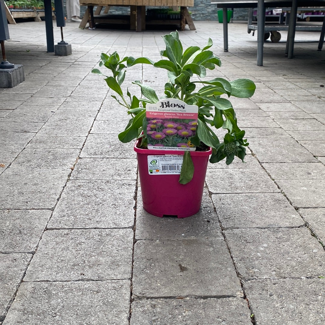 Fleabane Erigeron Glaucus Sea Breeze (2Ltr Pot) - Image 4